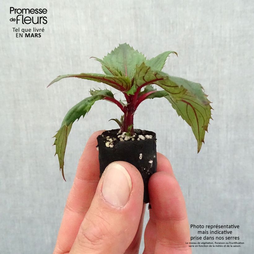 Impatiens SunPatiens Compact Purple - Alegría minicepellón: Ø 3/4 cm Ejemplar entregado en la primavera