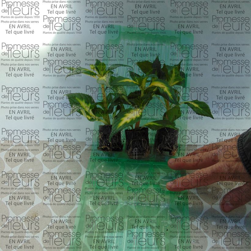 Ejemplo de ejemplar de Impatiens SunPatiens Vigorous White Variegated - Alegría minicepellón: Ø 3/4 cm tal y como se entrega