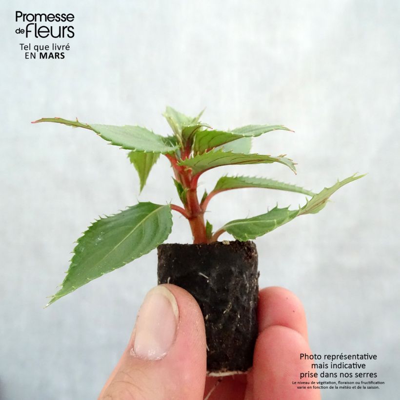 Impatiens SunPatiens Vigorous Pink Pearl - Alegría minicepellón: Ø 3/4 cm Ejemplar entregado en la primavera