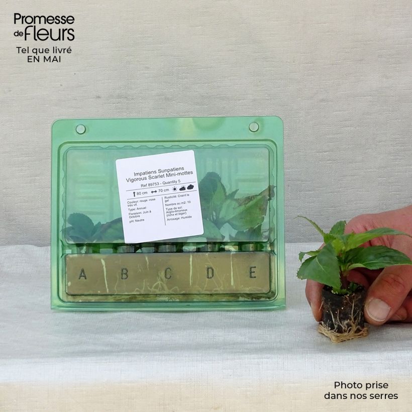 Impatiens SunPatiens Vigorous Scarlet - Alegría minicepellón: Ø 3/4 cm Ejemplar entregado en la primavera