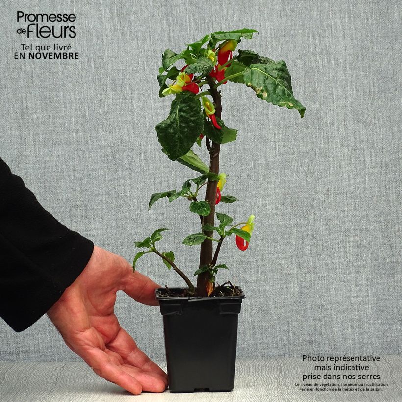 Ejemplar de Impatiens niamniamensis - Congo cacatua Maceta de 7/8 cm entregado en otoño