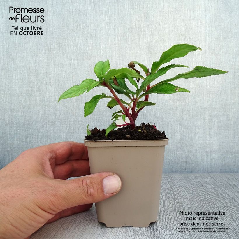 Ejemplar de Impatiens omeiana Ice Storm Maceta de 8/9 cm entregado en otoño