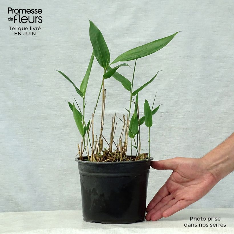 Ejemplar de Indocalamus latifolius - Bambú Maceta 2L/3L entregado en verano
