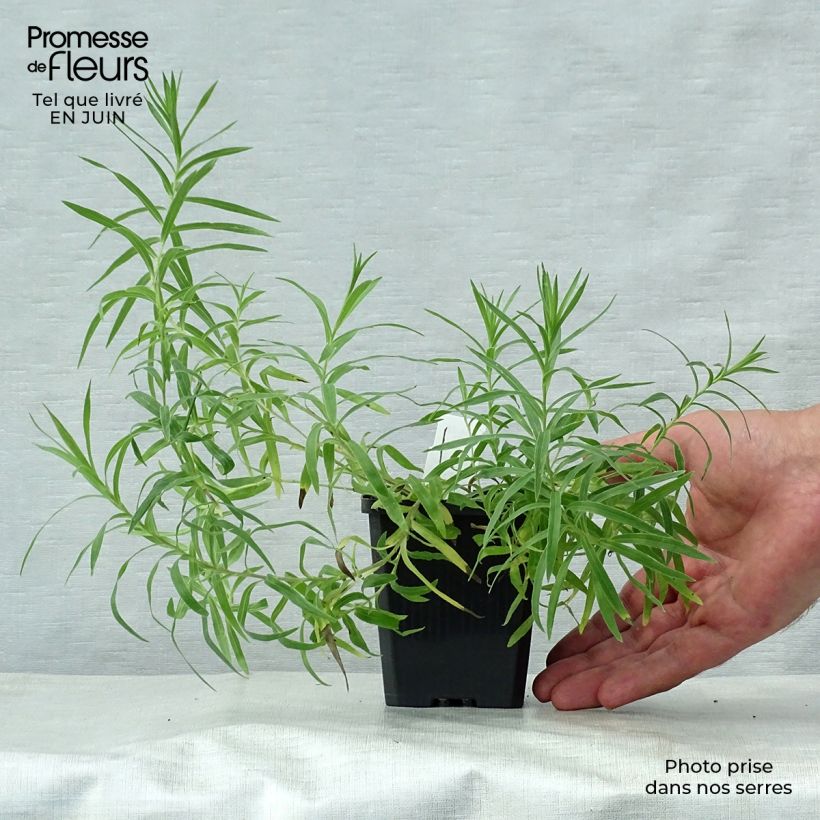 Ejemplar de Inula ensifolia - Aunée à feuilles récurvées Godet de 9cm entregado en verano