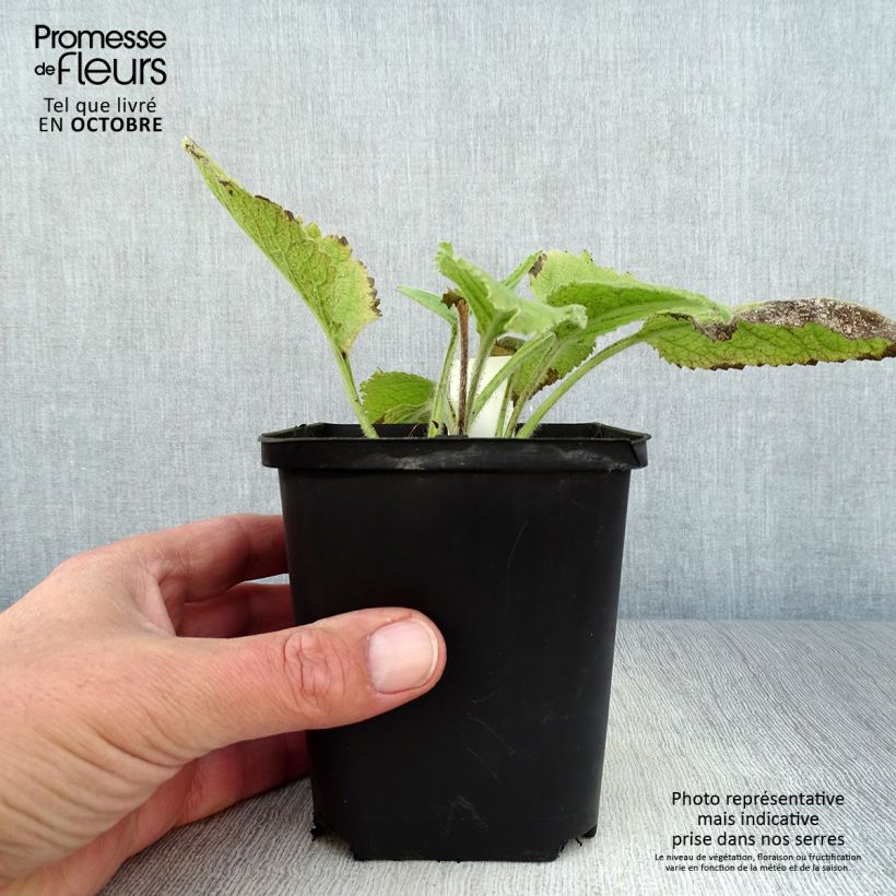 Ejemplar de Inula magnifica Maceta de 8/9 cm entregado en otoño