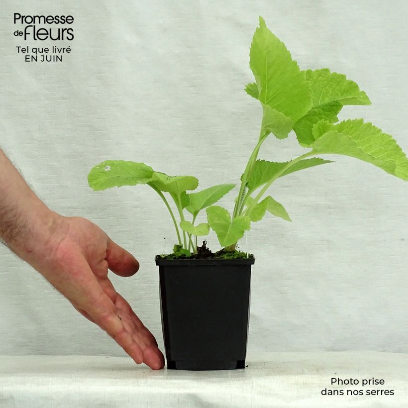 Ejemplar de Inula magnifica Godet de 9cm entregado en verano