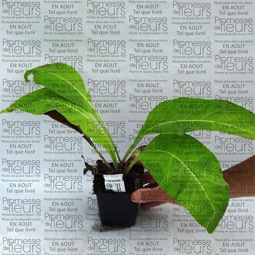 Ejemplo de ejemplar de Inula racemosa Sonnenspeer Maceta de 8/9 cm tal y como se entrega