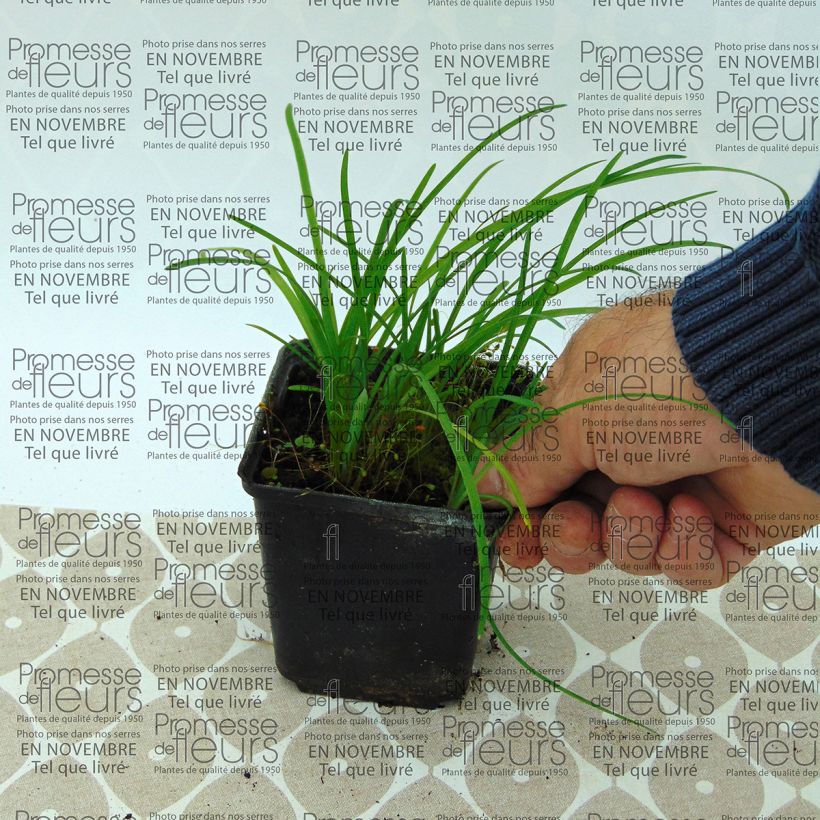 Ejemplo de ejemplar de Ipheion uniflorum - Godet tal y como se entrega