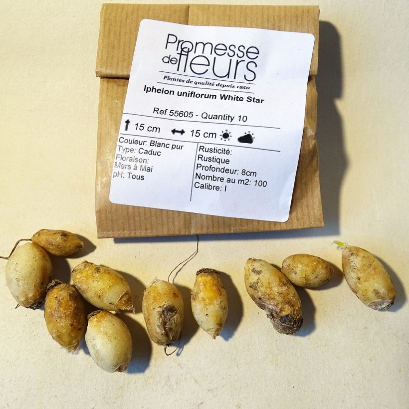 Ejemplo de ejemplar de Ipheion uniflorum White Star Bulbe tal y como se entrega