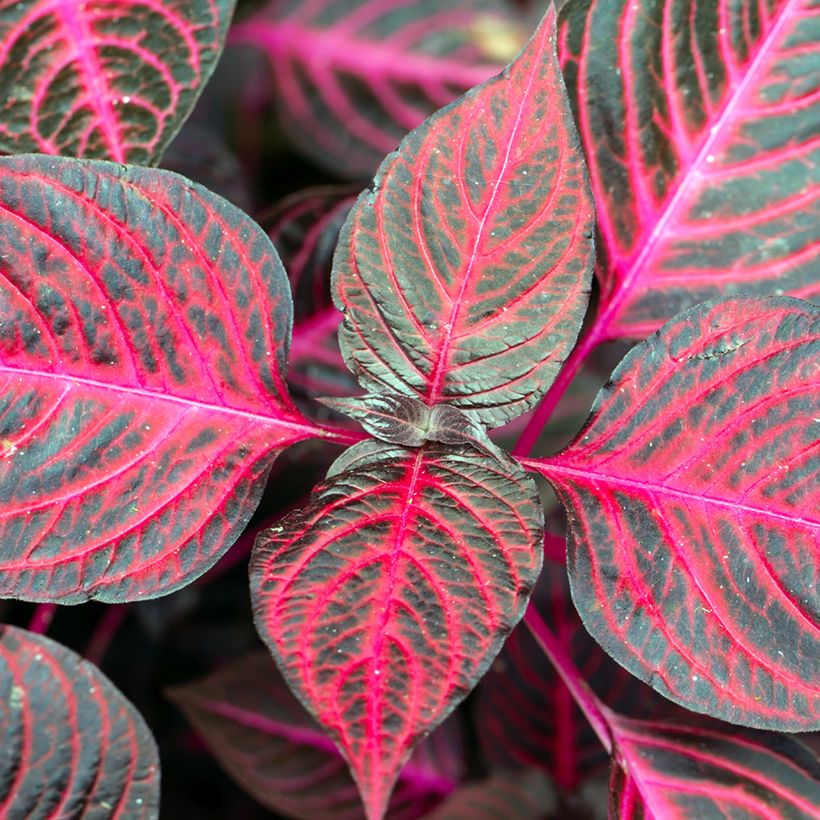 Iresine herbstii Bloodleaf (Follaje)