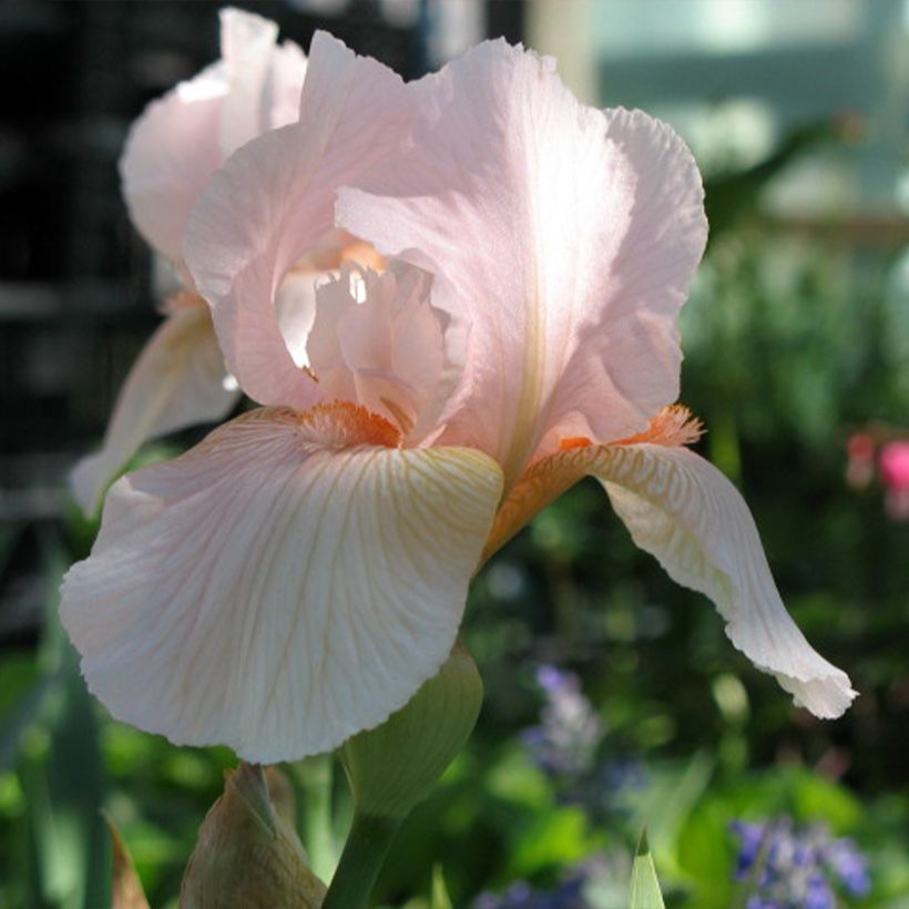 Iris Barbata-Media Edward of Windsor (Floración)