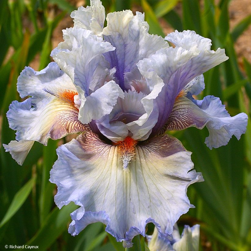 Iris germanica Buvard (Floración)