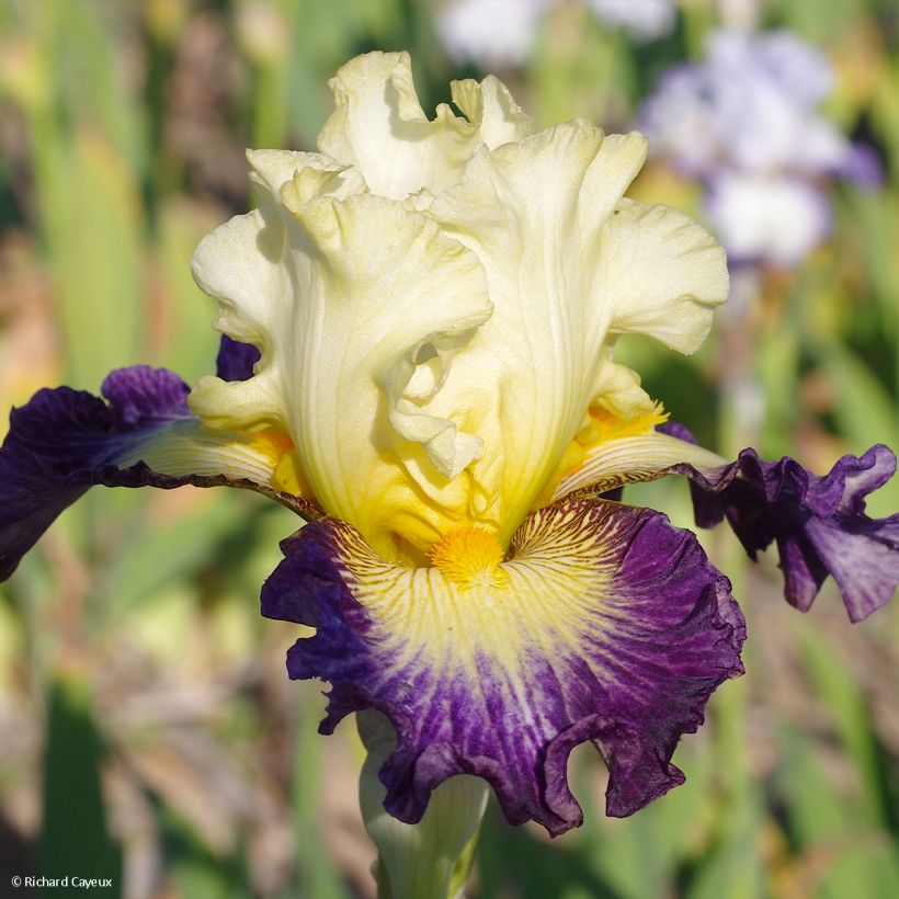 Iris germanica Italiques (Floración)
