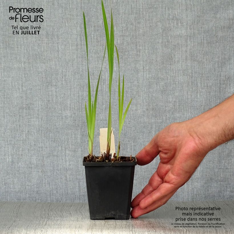 Ejemplar de Lirio de Siberia Harpswell Happiness - Iris sibirica Maceta de 8/9 cm entregado en verano