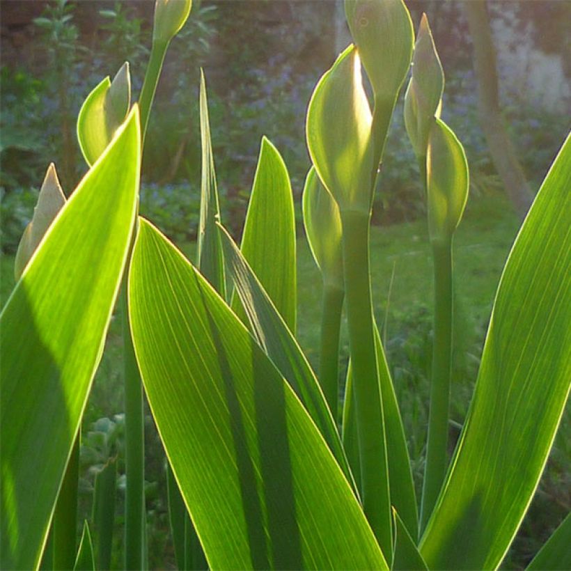 Iris Barbata-Media Maui Moonlight (Follaje)
