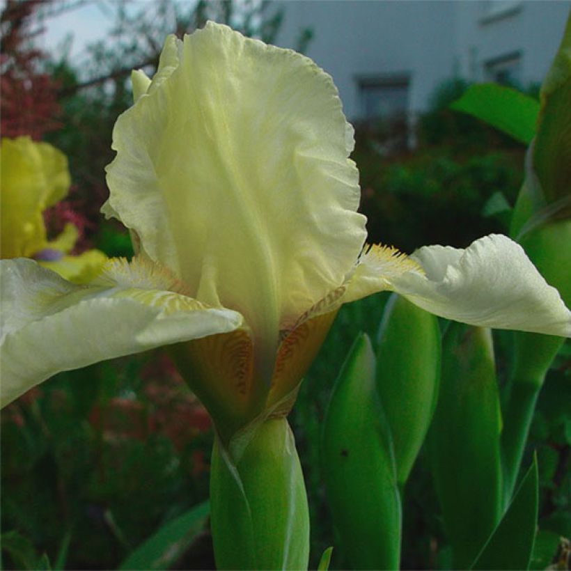 Iris Barbata-Media Maui Moonlight (Floración)