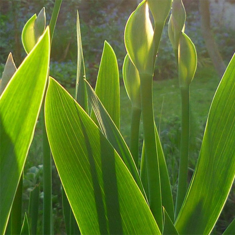 Iris germanica Superstition (Follaje)