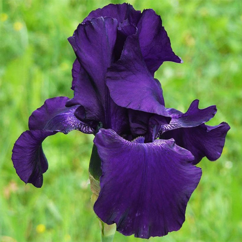 Iris germanica Superstition (Floración)