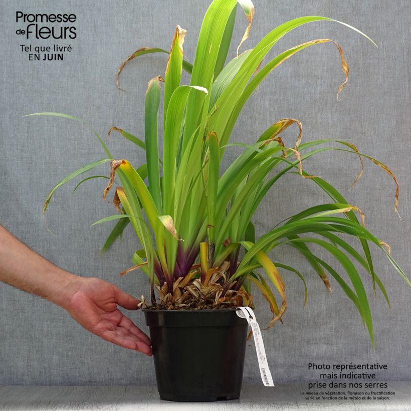 Ejemplar de Iris confusa Martyn Rix - Iris bambou Pot de 3L/4L entregado en verano