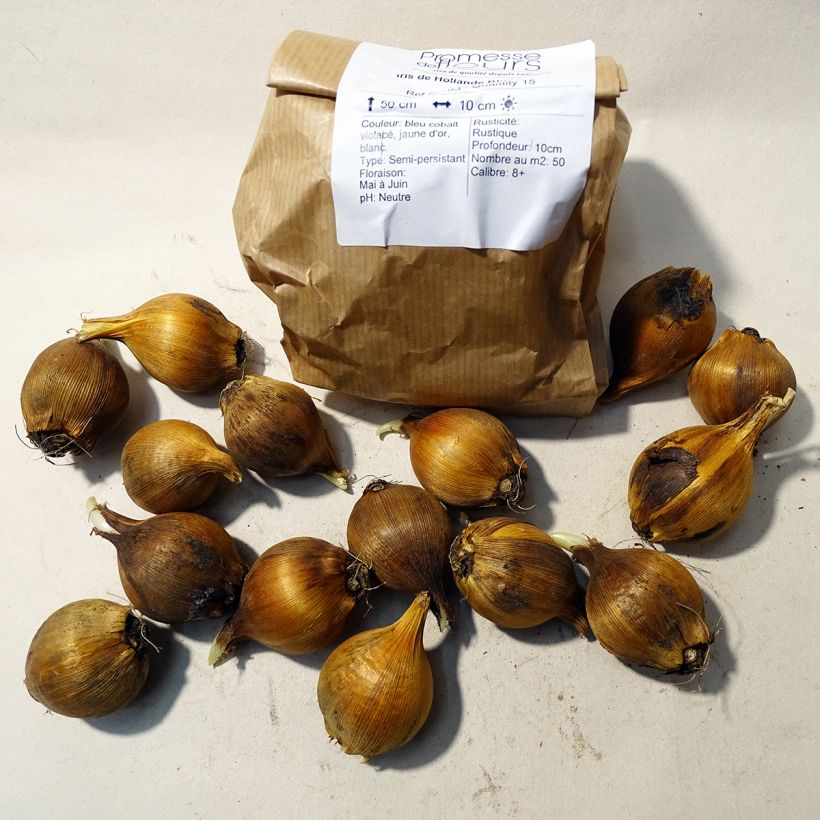 Ejemplo de ejemplar de Iris hollandica Blue Magic - Iris de Holanda Bulbo calibre 8+ tal y como se entrega