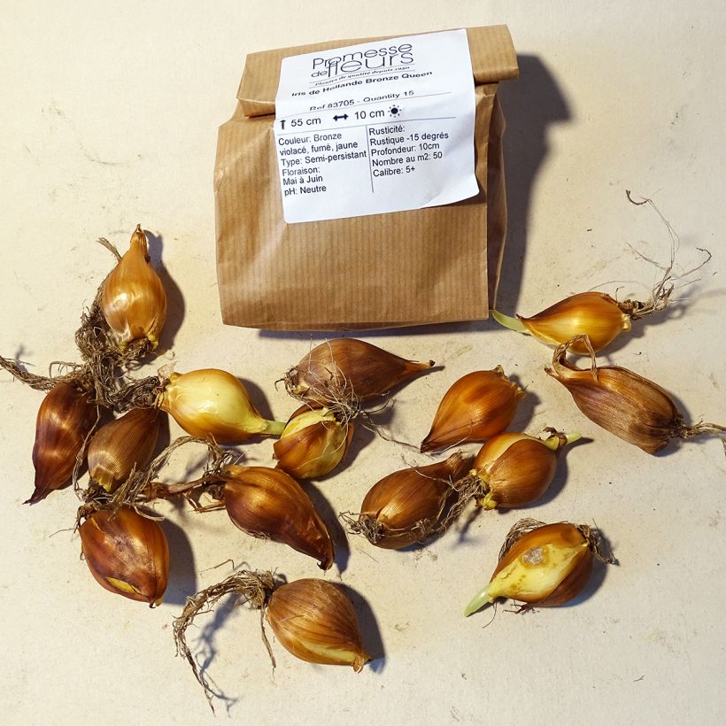 Ejemplo de ejemplar de Iris hollandica Bronze Queen - Iris de Holanda Bulbo calibre 8+ tal y como se entrega