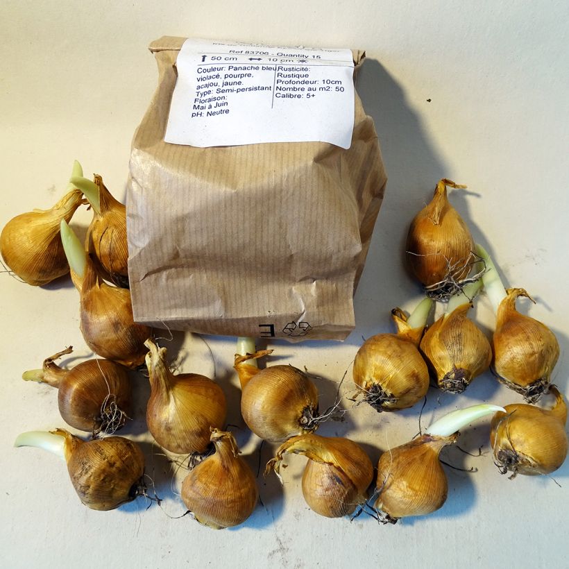 Ejemplo de ejemplar de Iris hollandica Eye of the Tiger - Iris de Holanda Bulbo calibre 8+ tal y como se entrega