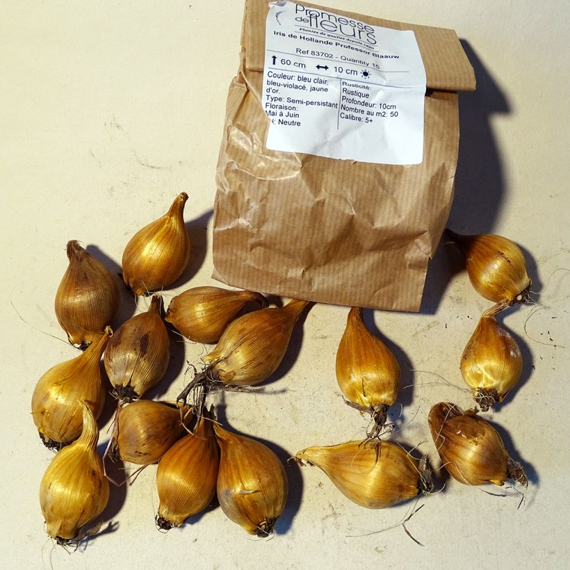 Ejemplo de ejemplar de Iris hollandica Professor Blaauw - Iris de Holanda Bulbo calibre 9 tal y como se entrega