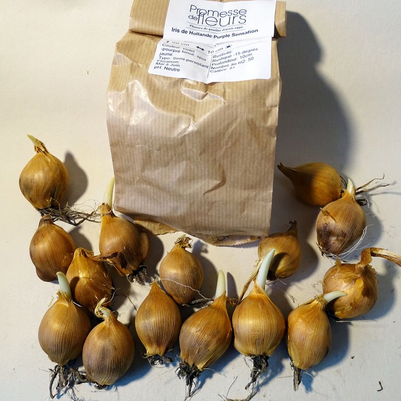 Ejemplo de ejemplar de Iris hollandica Purple Sensation - Iris de Holanda Bulbo calibre 8+ tal y como se entrega