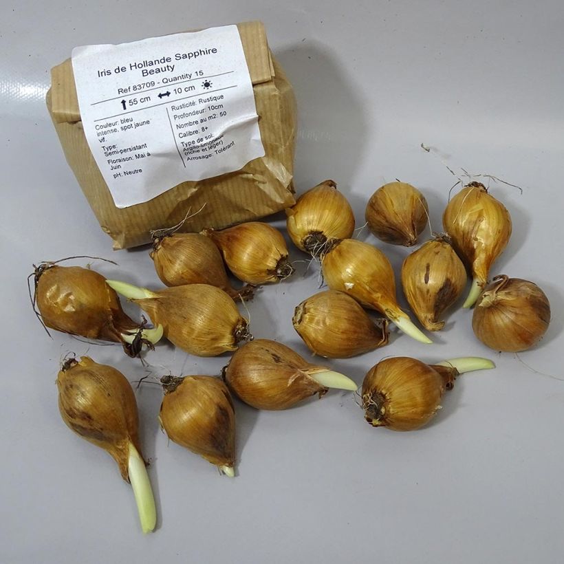 Ejemplo de ejemplar de Iris hollandica Sapphire Beauty - Iris de Holanda Bulbo calibre 8+ tal y como se entrega