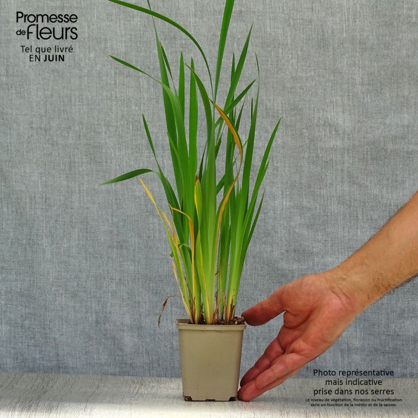 Ejemplar de Lirio de Siberia Blue King - Iris sibirica Maceta de 8/9 cm entregado en verano