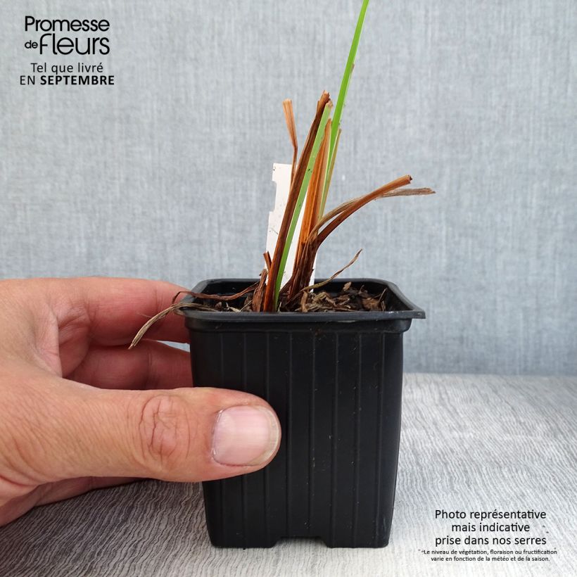 Ejemplar de Lirio de Siberia Blue Moon - Iris sibirica Maceta de 8/9 cm entregado en otoño