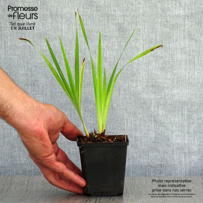 Ejemplar de Lirio de Siberia Caesar's Brother - Iris sibirica Maceta de 8/9 cm entregado en verano