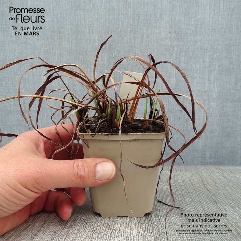 Lirio de Siberia Rikugi Sakura - Iris sibirica Maceta de 8/9 cm Ejemplar entregado en invierno