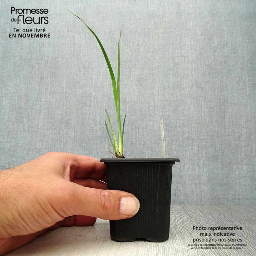Ejemplar de Iris pseudacorus Variegata - Lirio amarillo Maceta de 8/9 cm entregado en otoño