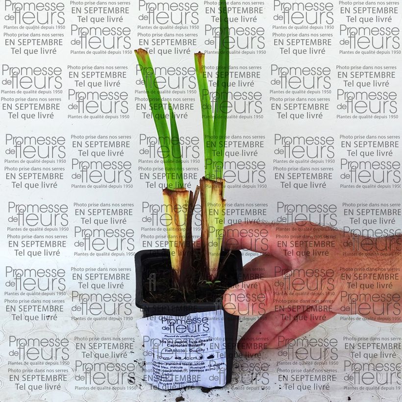 Ejemplo de ejemplar de Iris Japonés Caprician Butterfly - Iris ensata Maceta de 8/9 cm tal y como se entrega