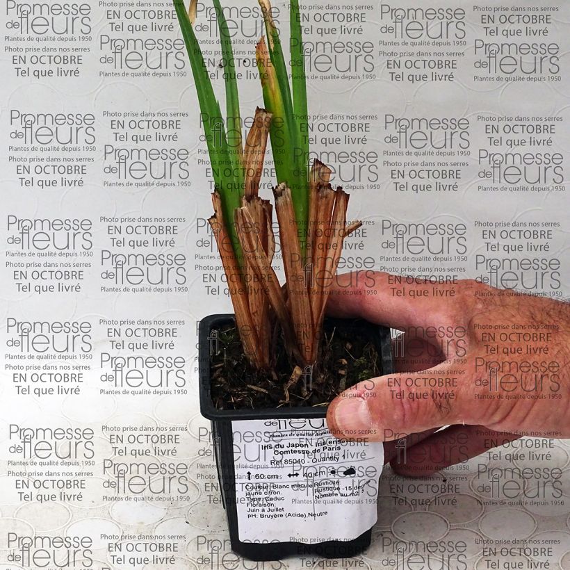 Ejemplo de ejemplar de Iris Japonés Comtesse de Paris - Iris ensata Maceta de 8/9 cm tal y como se entrega