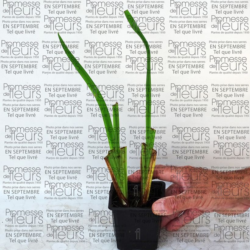 Ejemplo de ejemplar de Iris Japonés Geisha-Hiskiki - Iris ensata Maceta de 8/9 cm tal y como se entrega