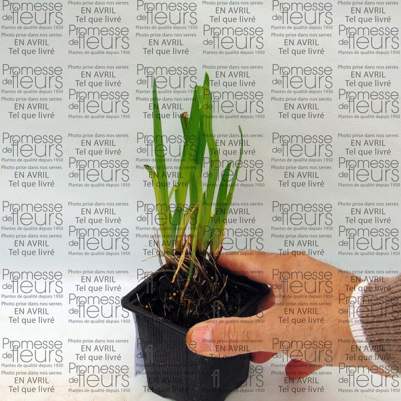 Ejemplo de ejemplar de Iris Japonés Iedo Mishiski - Iris ensata Maceta de 8/9 cm tal y como se entrega