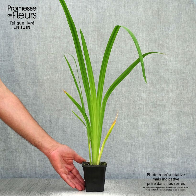 Ejemplar de Iris Japonés Météor - Iris ensata Maceta de 8/9 cm entregado en verano