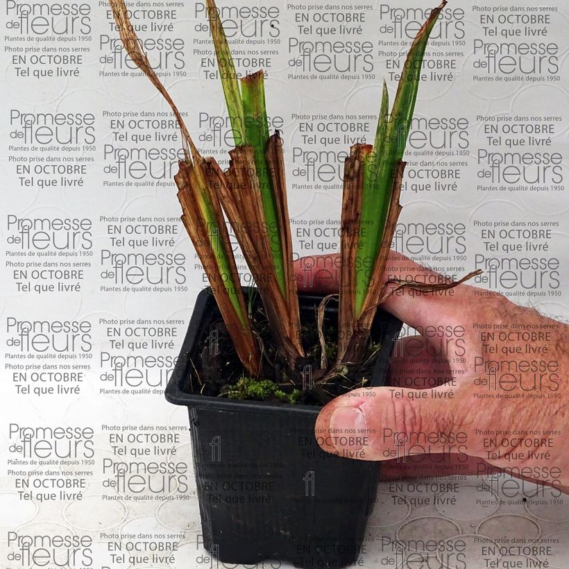 Ejemplo de ejemplar de Iris Japonés Mme Bigot - Iris ensata Maceta de 8/9 cm tal y como se entrega