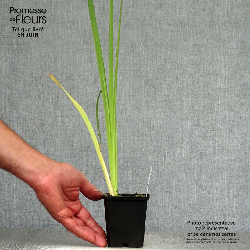 Ejemplar de Iris Japonés Variegata - Iris ensata Maceta de 8/9 cm entregado en verano