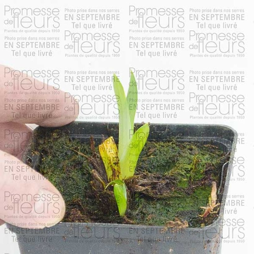 Ejemplo de ejemplar de Iris Japonés Sensation - Iris ensata Maceta de 8/9 cm tal y como se entrega