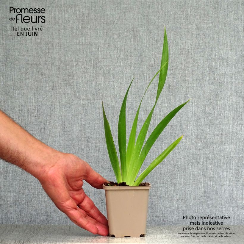 Ejemplar de Iris foetidissima - Lirio hediondo Maceta de 8/9 cm entregado en verano