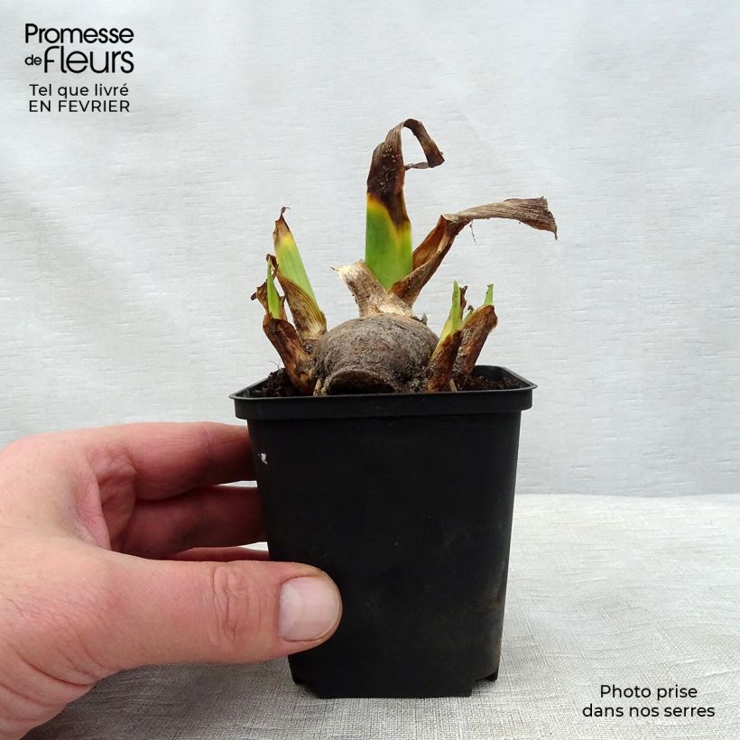 Iris germanica Amethyst Dancer Maceta de 8/9 cm Ejemplar entregado en invierno