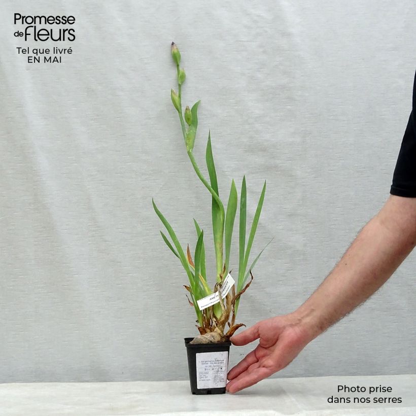 Iris germanica Amethyst Dancer Maceta de 8/9 cm Ejemplar entregado en la primavera
