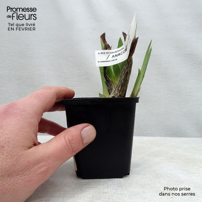 Iris germanica Anaconda Love Maceta de 8/9 cm Ejemplar entregado en invierno