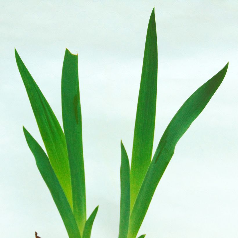 Iris germanica Anything Goes (Follaje)