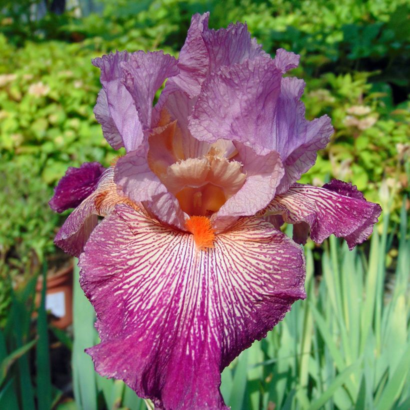 Iris germanica Anything Goes (Floración)