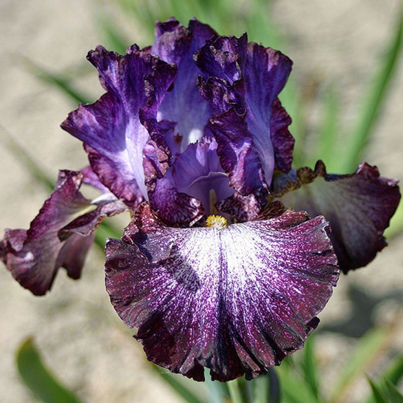 Iris germanica Ball of Confusion (Floración)