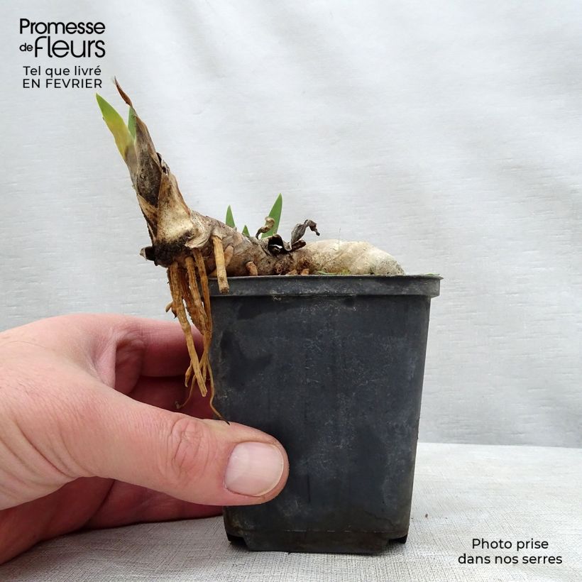 Iris germanica Ball of Confusion Rhizome ou godet Ejemplar entregado en invierno